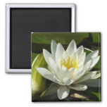 White Waterlily and Bud Floral Magnet