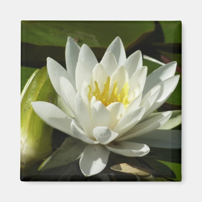 White Waterlily and Bud Floral Magnet (Front)