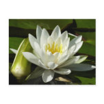 White Waterlily and Bud Floral Postcard