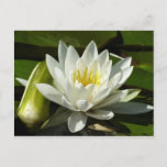 White Waterlily and Bud Floral Postcard