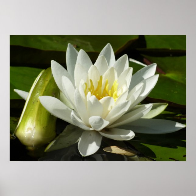 White Waterlily and Bud Floral Poster (Front)