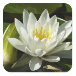 White Waterlily and Bud Floral Square Sticker