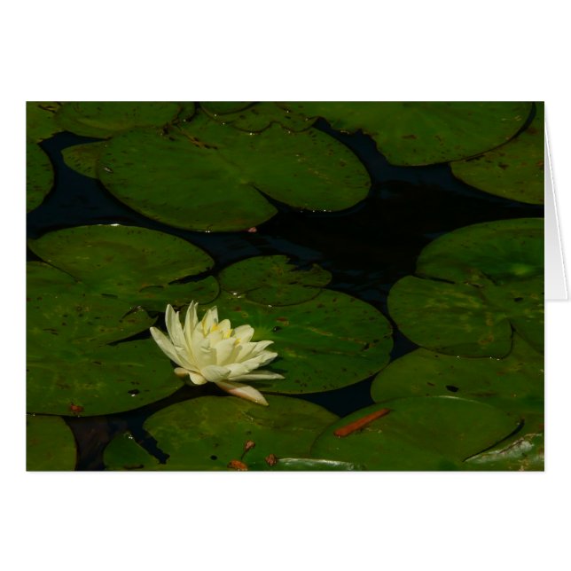 White Waterlily I Peaceful Floral Photography (Front Horizontal)