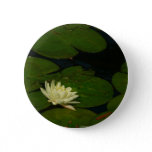 White Waterlily I Peaceful Floral Photography Button