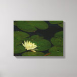 White Waterlily I Peaceful Floral Photography Canvas Print
