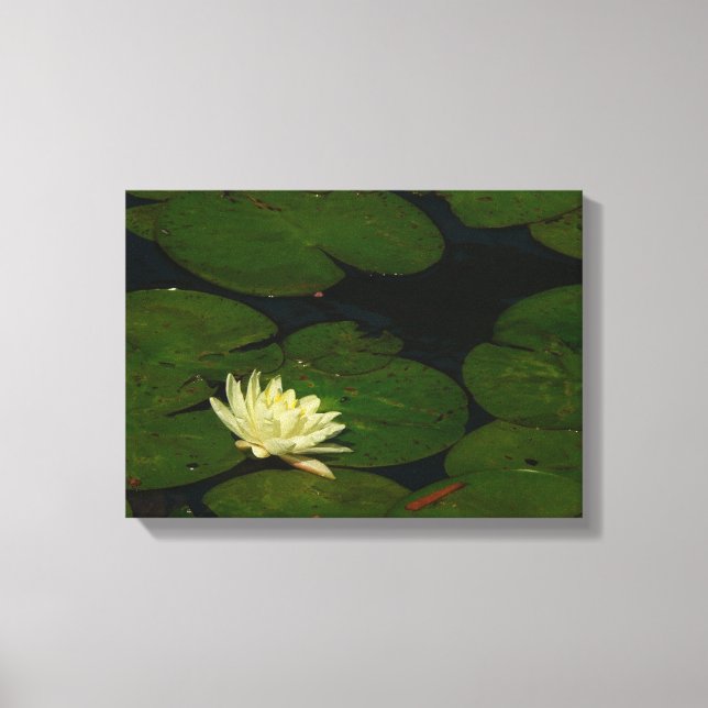 White Waterlily I Peaceful Floral Photography Canvas Print (Front)