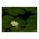 White Waterlily I Peaceful Floral Photography Cards
