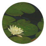 White Waterlily I Peaceful Floral Photography Classic Round Sticker