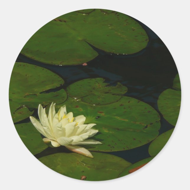 White Waterlily I Peaceful Floral Photography Classic Round Sticker (Front)