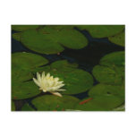 White Waterlily I Peaceful Floral Photography Postcard
