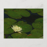 White Waterlily I Peaceful Floral Photography Postcard