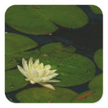 White Waterlily I Peaceful Floral Photography Square Sticker