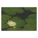 White Waterlily I Peaceful Floral Photography Tissue Paper