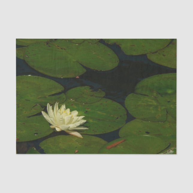 White Waterlily I Peaceful Floral Photography Tissue Paper (Front)