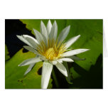 White Waterlily II Summer Floral