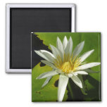 White Waterlily II Summer Floral Magnet