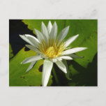 White Waterlily II Summer Floral Postcard