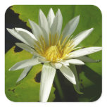 White Waterlily II Summer Floral Square Sticker