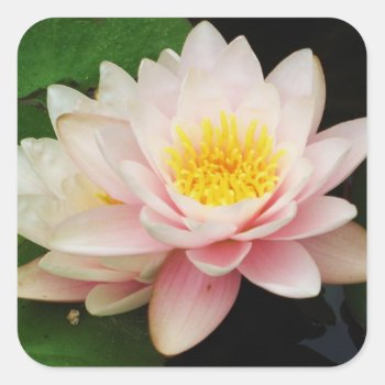 White Waterlily/lotus Flower Sticker by ggbythebay at Zazzle