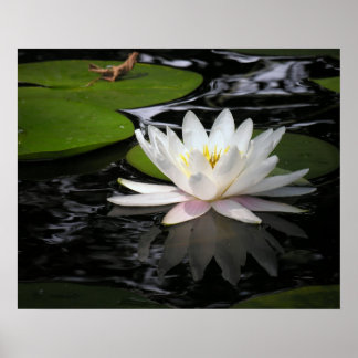 White Waterlily Poster