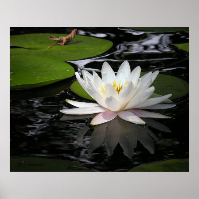 White Waterlily Poster (Front)