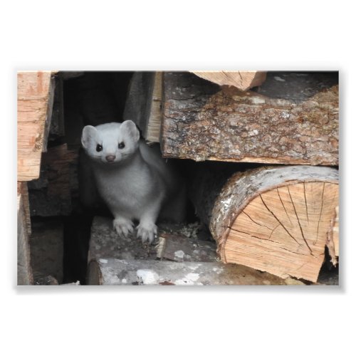 White Weasel Photograph