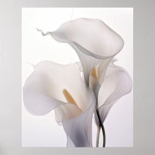 White Wedding Calla Lily White Background Poster
