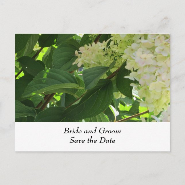 White Wedding Hydrangeas Announcement Postcard (Front)