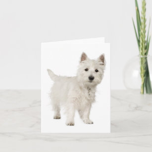 White West Highland Terrier Puppy Dog Hello Love Card