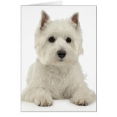White West Highland Terrier Puppy Dog Westie (Front)