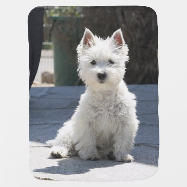 White West Highland Terrier Sitting on Sidewalk Baby Blanket (Front)