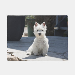 White West Highland Terrier Sitting on Sidewalk Doormat