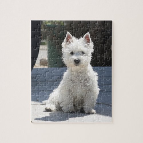 White West Highland Terrier Sitting on Sidewalk Jigsaw Puzzle