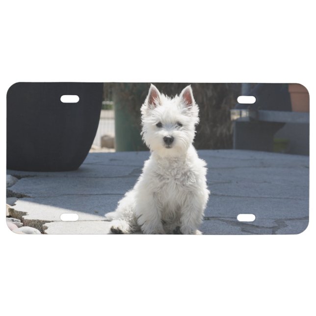 White West Highland Terrier Sitting on Sidewalk License Plate (Front)