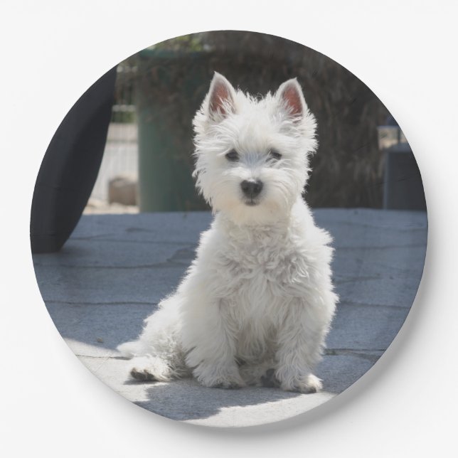 White West Highland Terrier Sitting on Sidewalk Paper Plates (Front)