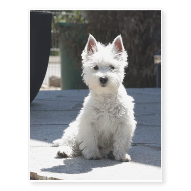 White West Highland Terrier Sitting on Sidewalk Temporary Tattoos (Front)