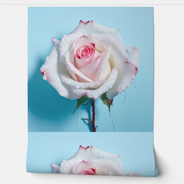 White wet rose on turquoise blue background wallpaper  (Unrolling)