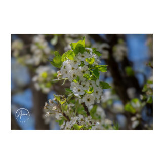 White whispers of spring Acrylic Wall Art