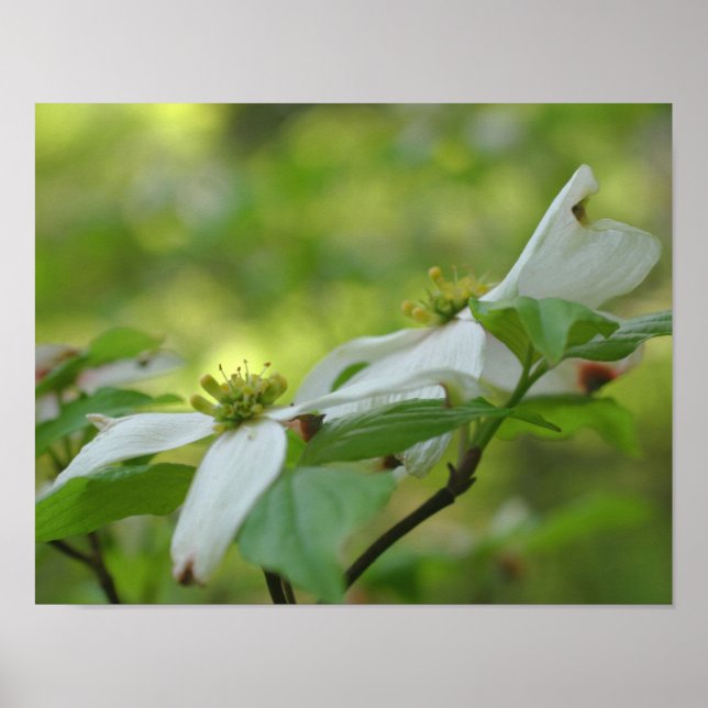 White Wild Dogwood Flower Blossoms Poster (Front)