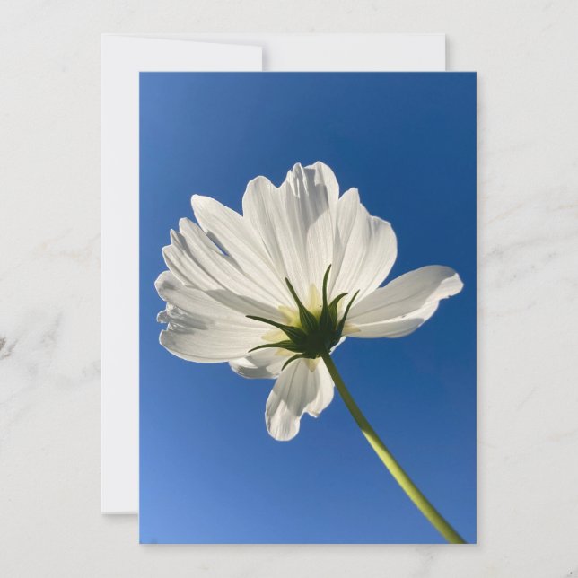 White Wild Flower Card (Front)