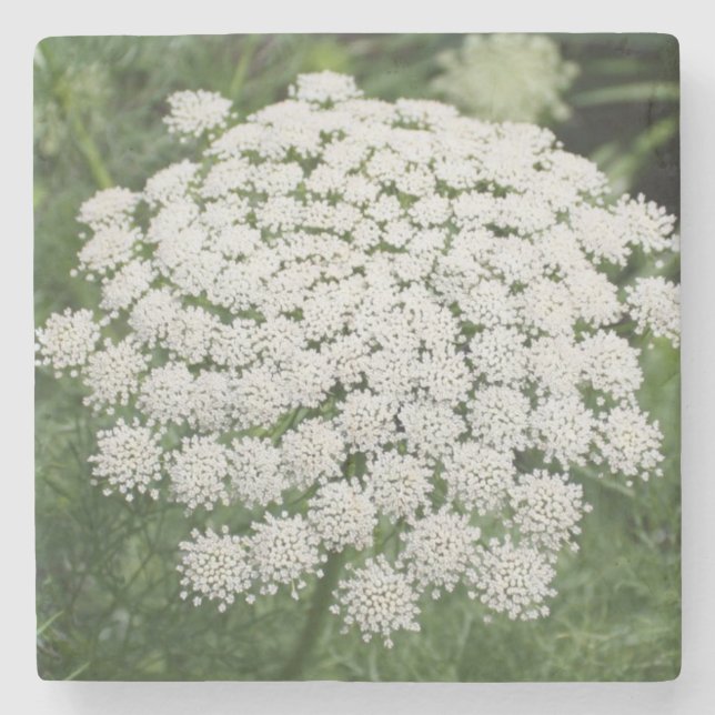 White Wild Flower Queen Anne’s Lace Stone Coaster (Front)
