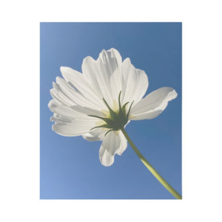 White Wild Flower Wall Art