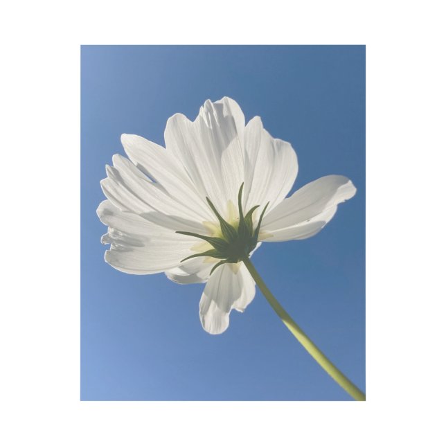 White Wild Flower Wall Art (Front)