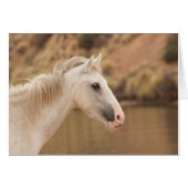 White Wild Horse (Front Horizontal)