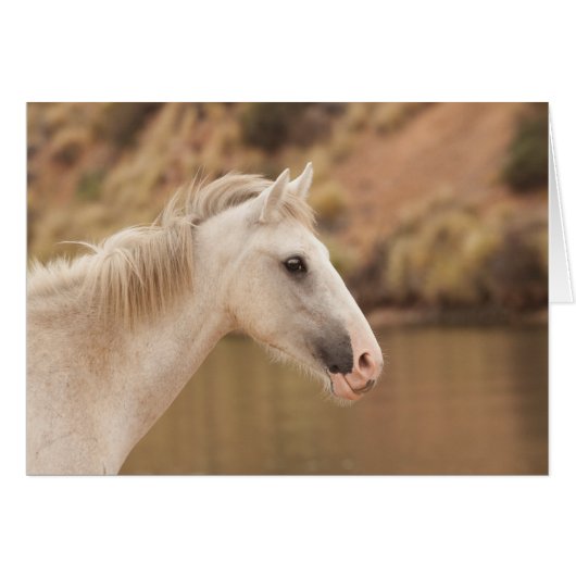 White Wild Horse Cards (Front Horizontal)