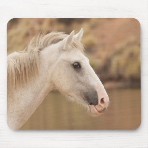White wild horse mouse pad