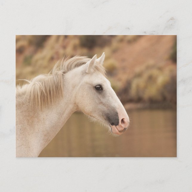 White Wild Horse Postcard (Front)