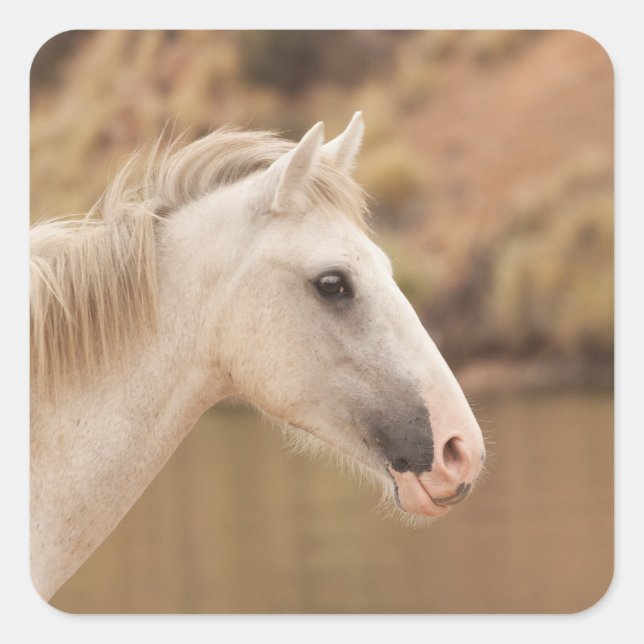 White Wild Horse Square Sticker (Front)