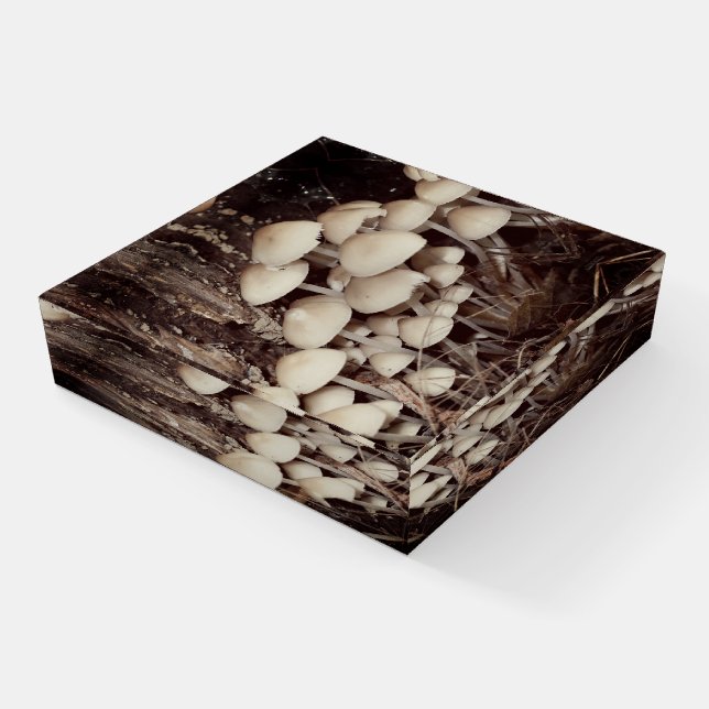 White Wild Mushroom Cluster   Paperweight (Angled)