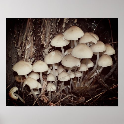 White Wild Mushroom Cluster  Poster